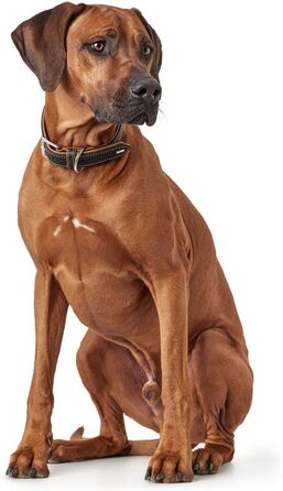 Нашийник для собак HUNTER PORTO, шкіряний, чорний/cognac, 30 см, ручної роботи