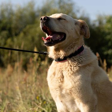 Нашийник для собак Ferplast ERGOFLUO C15/42 з м'якою підкладкою та мікрорегулюванням, рожевий (43x51x25 мм)
