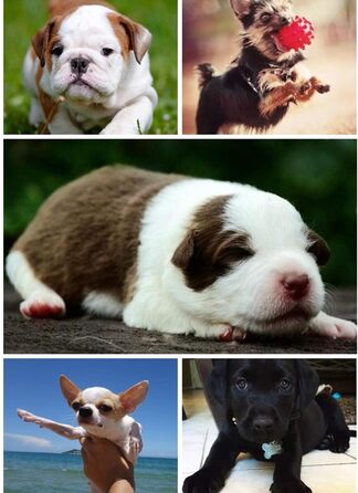 Килимок для кота та собаки AcserGery: м'яке ліжко, теплий лежак, чорний колір