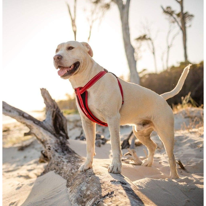 Шлейка для собак EzyDog Chest Plate – безпечна шлейка з адаптером для пасків – світловідбиваюча, з м'якою підкладкою, для собак маленьких, середніх та великих порід (L, Чорний)