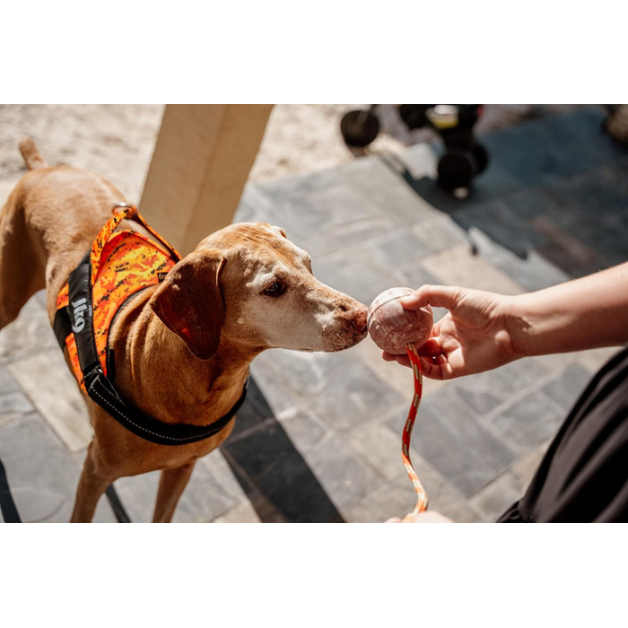 Шлейка Julius-K9 Power&More для собак, розмір L, Pixeljuice