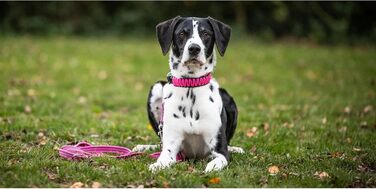 Нашийник для собак Sprenger з паракорду, нержавіюча сталь, світловідбиваючий, жовтий (55 см)