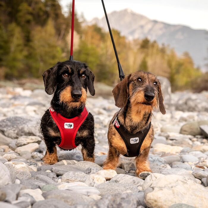 Шлейка для собак Curli Clasp Softshell, червона, розмір M