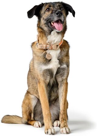 Нашийник для собак HUNTER Malia, бордово-коричневий, з м'якого шнура та міцної шкіри, легкий, зносостійкий, сучасний та елегантний дизайн, яскраві кольори, Made in Germany, розмір 45, бордово-коричневий