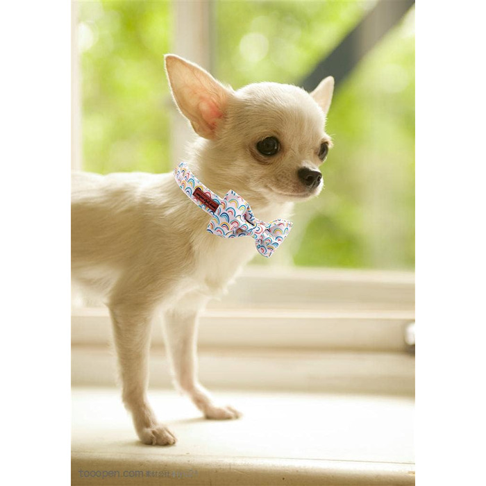 Нашийник для собак Unique Style Paws з метеликом, регульований, для середніх собак (L, Райдужний)