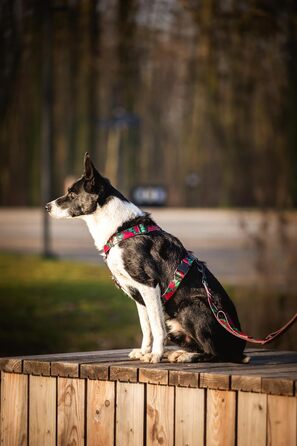 Шлейка для собак середніх порід | Не вбирає вологу | Регульована | З контролем | Легка класична шлейка | Dog Harness | Eternal Rose, M - виміряйте розмір собаки
