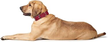 Нашийник для собак HUNTER AALBORG SPECIAL, шкіряний, міцний, комфортний, XS-S, червоний