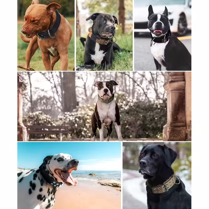 Dog Collar for Large Dogs - 5 cm Wide Collar with Handle for Extra Large Dog Breeds, Soft Padded Neoprene Nylon Dog Collar for Large Dogs Big Dog Collar (56-66cm, Khaki)