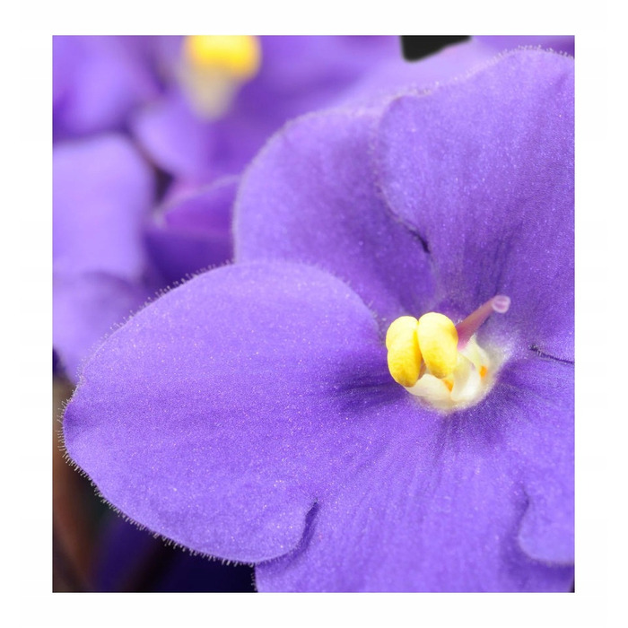 Жіночі парфуми Yodeyma Harpina, 100 мл