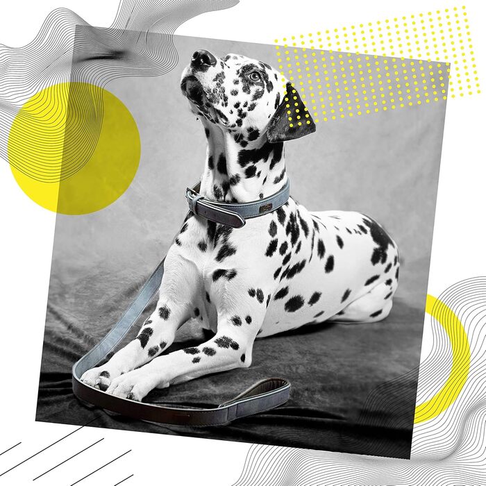 Набір повідка та нашийника ne&no® (веганська шкіра) для собак, 1.2м, блакитний/антрацит, регульований, з карабіном