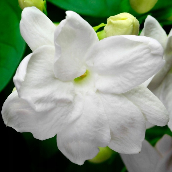 Жіночі парфуми Yodeyma Mia, 100 мл