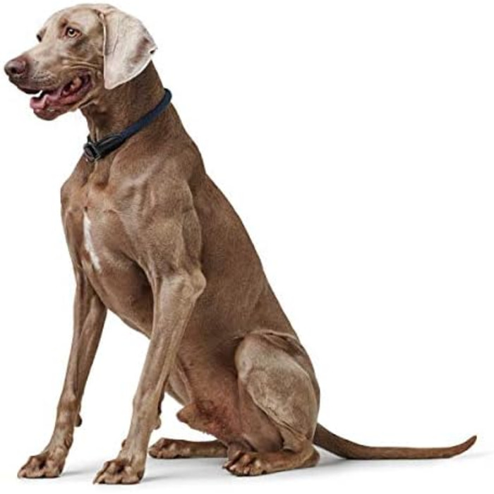 Сбруя Hunter Dressurhalsung FREESTYLE EIBY, синій колір, регулюється, м'яка та зручна, з зупинкою тяги, міцна та довговічна, для тренувань та прогулянок, розмір S