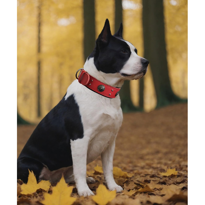 Leather Dog Collar, 5 cm Wide Durable Genuine Leather Collar, Handcrafted, Soft and Luxurious, Eye-Catching Best Choice for Large and Medium Dog Breeds (42-52 cm, red)