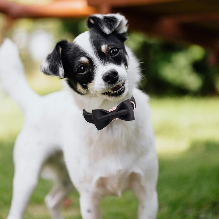 Ошатний оксамитовий нашийник для собак Aring Pet з бантиком, чорний, зручний, регульований, з металевою застібкою, для маленьких, середніх та великих собак