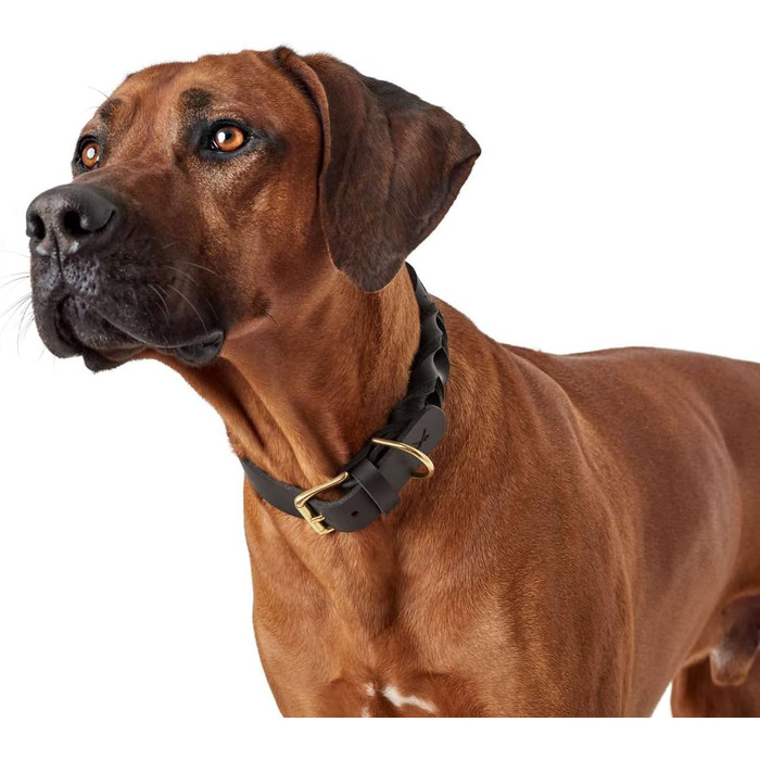Нашийник для собак HUNTER Sanisbar Solid, шкіряний, міцний, з латунними застібками, з брелоком, Made in Germany, темно-коричневий, розмір 40