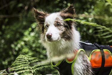 Жилет для собак Julius-K9 IDC 3в1, чорний та неоновий, розмір M (1 шт.)