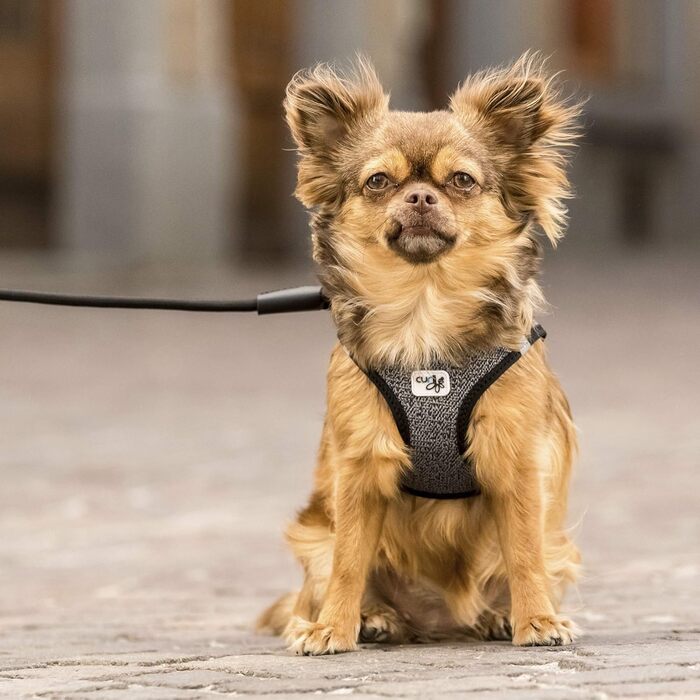 Шлейка для собак Merino Black S, чорна