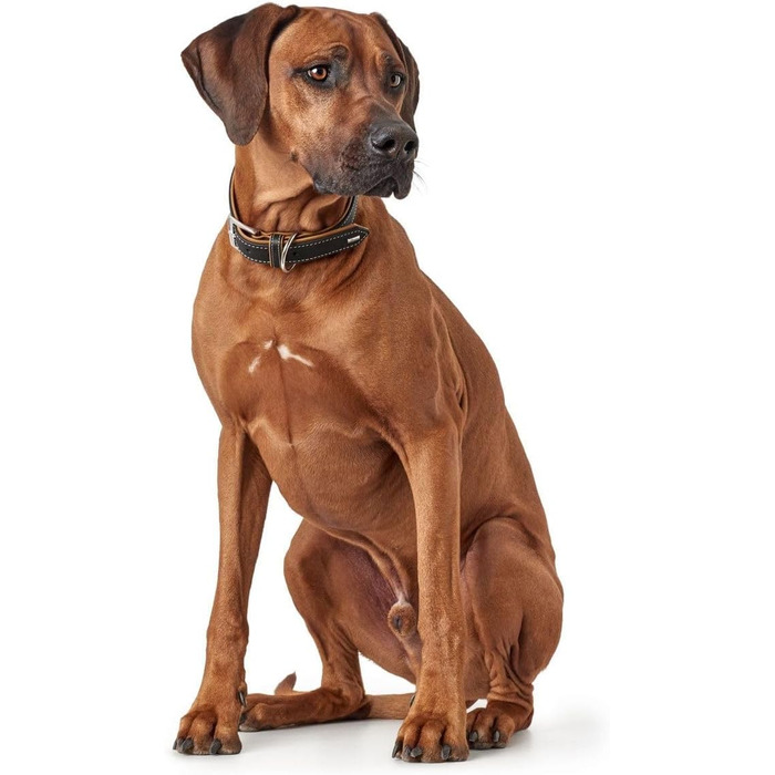 Нашийник для собак HUNTER PORTO, шкіряний, чорний/cognac, 30 см, ручної роботи