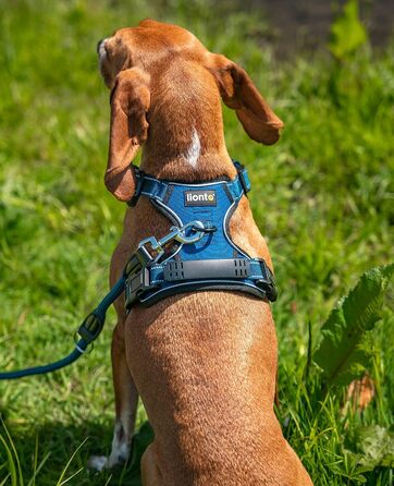 Нашийник для собак Lionto, м'який, нейлон, розмір M, анти-тяга, з 2 кільцями, 4 регульованими ремінцями, 2 застібки-кліпси, гумовий хват на спині, блакитний