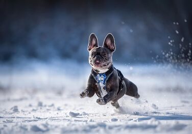 Нашийник для собак JUIUS K-9 IDC, розмір 2XS, блакитно-сірий