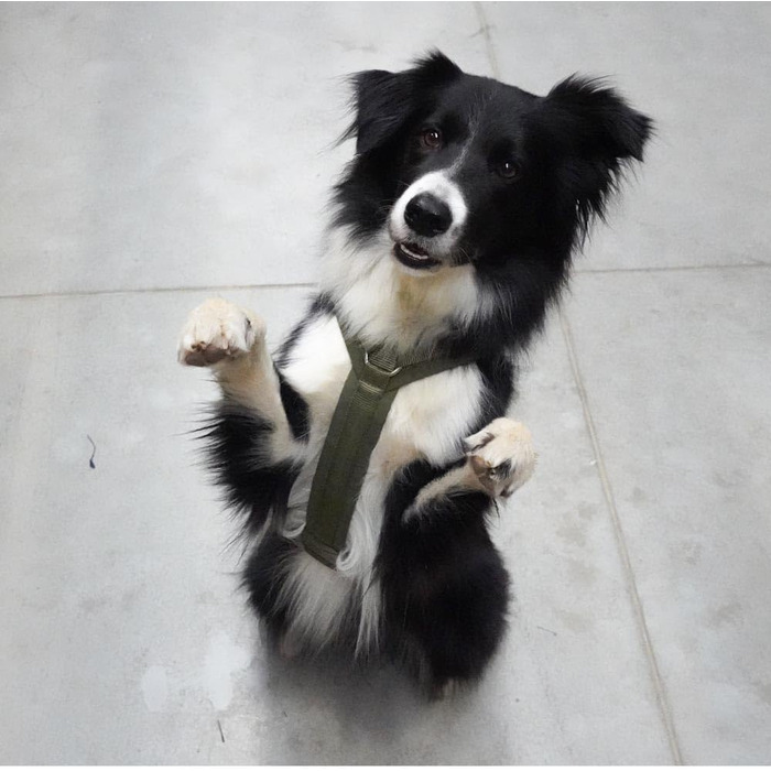 Anny-X нагрудник для собак, розмір M, оливковий колір