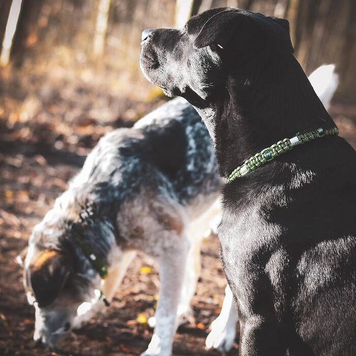 Нашийник для собак Ganzoo EM з кераміки та паракорду 550, розмір L (52-64 см), чорний, регульований