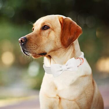 Легкий собачий ошийник Aring Pet для дівчаток, бавовна, з бантиком, регульований, для великих собак (S, білий)