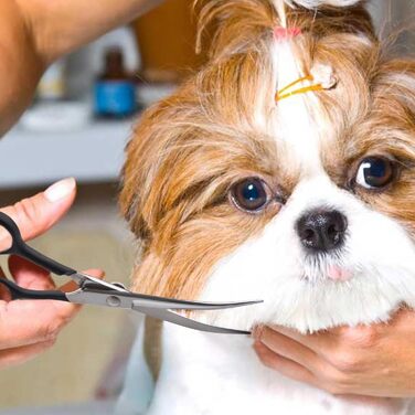 Ножиці для собак Dream Reach 6.5 дюймів, професійні, з нержавіючої сталі 440C, для грумінгу, в подарунковій коробці