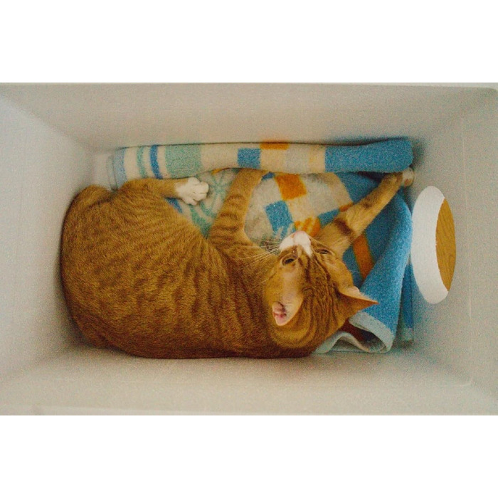 Вологостійкий котячий будиночок QLS зі стиропора, 58x38 см – ізольоване захисне житло для котів на вулицю