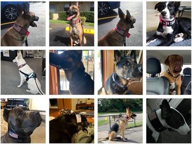 Нашийник для собак K9, тактичний, військового стилю, 5.1 см, міцний нейлон, для великих собак, прапор США (50.8 - 71.1 см, чорний)