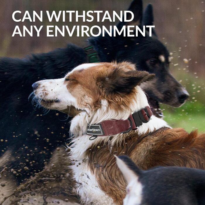 Міцний нашийник для собак великих та середніх порід – регульований, двошаровий нейлон, металева застібка, стійкий до розриву, ідеальний для активних собак (38-58 см)