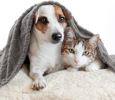 MIULEE Лежанка для собак 70x100 см, м'яка ковдра для тварин, флісова лежанка для собак і котів, легко миється, підходить для собак, котів, морських свинок та інших тварин (X Large(100*160cm), світло-сіра)