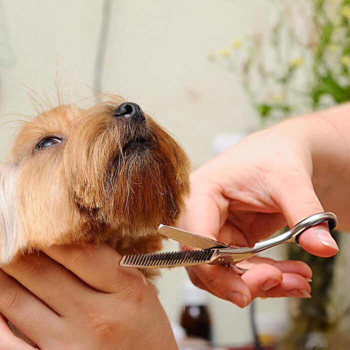 Професійний набір для догляду за собаками Bizzarre.ly – набір інструментів для грумінгу собак та домашніх тварин. Включає ножиці для шерсті, ножиці для фінальної обробки, вигнуті ножиці та гребінець для собак та котів.