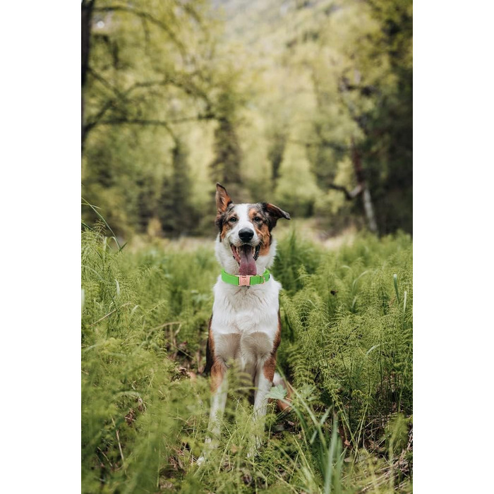 Елегантний шкіряний нашийник та поводок для собак - міцний аксесуар для маленьких собак, зелений (1 шт.)