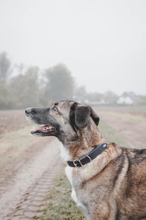 Нашийник для собак HUNTER Grenada з натуральної шкіри, темно-синій, ручної роботи, для тренувань та повсякденного використання, міцний, комфортний, елегантний дизайн, розмір 39-48 см