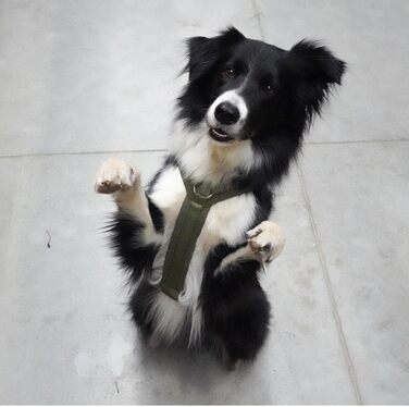 Anny-X нагрудник для собак, розмір M, оливковий колір