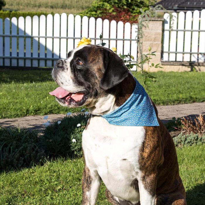 Pettsie Dog Bandana with Collar and Friendship Bracelet, Adjustable Sizes S, M, and L, Detachable Bandana Fabric, Attractive Packaging Included, Dog Lover, L, (M 33-50.8cm, Blue)