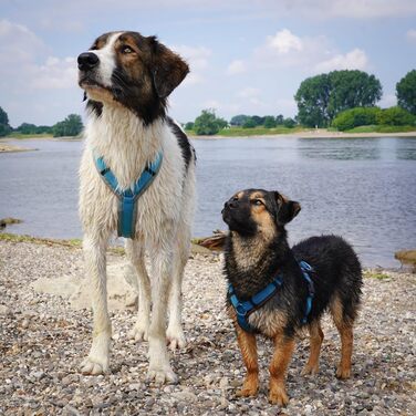 Anny-X Нагрудник для собак, сірий/eisblau, розмір S