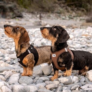 Шлейка для собак Curli Clasp Softshell чорна XS