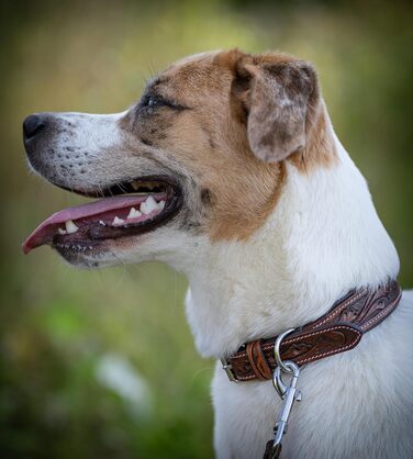 Нашийник для собак Джек Рассел з натуральної шкіри буйвола, ручної роботи, Talia (XL, 46-58 см)