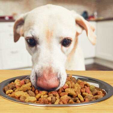 Relaxdays Pet Feeder