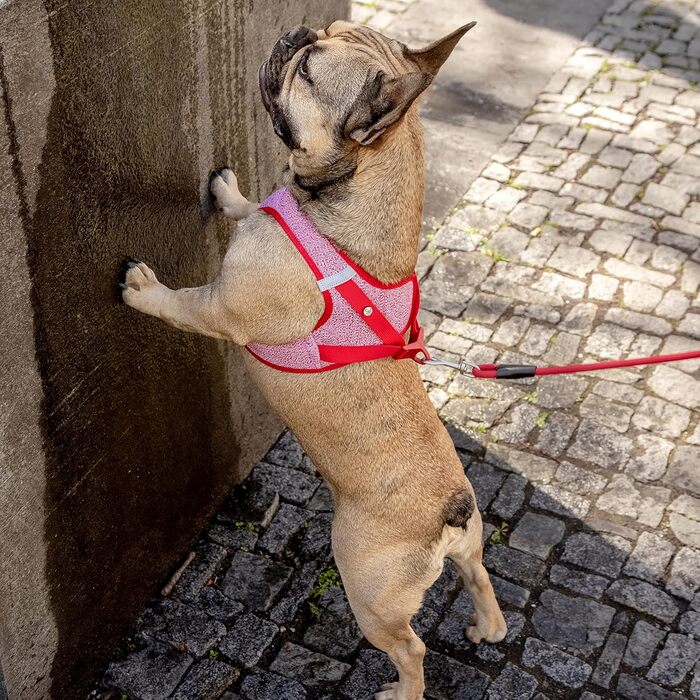 Шлейка для собак Merino curli Clasp чорна L