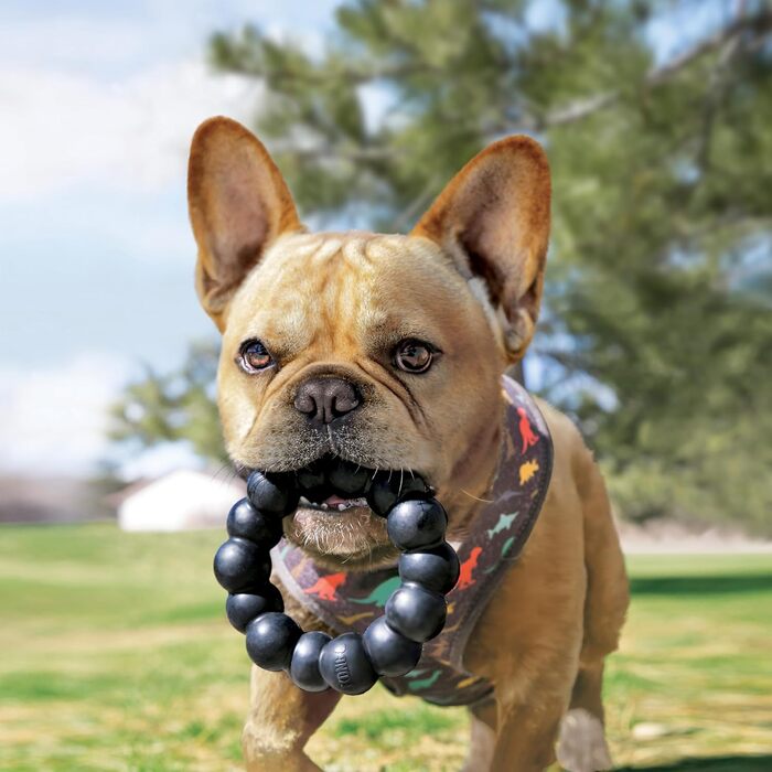 KONG Extreme Ring - Durable Ring Toy Made of Natural Rubber - For Healthy Chewing Habits - For XL Dogs
