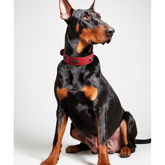 Leather Dog Collar, 5 cm Wide Durable Genuine Leather Collar, Handcrafted, Soft and Luxurious, Eye-Catching Best Choice for Large and Medium Dog Breeds (42-52 cm, red)