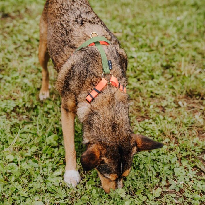 Шлейка для собак Lana Hundegeschirr ручної роботи, 5-рівневе регулювання, водонепроникна, Made in Germany, для собак маленьких та великих порід, повідкова шлейка, нагрудна шлейка, повідкова шлейка (M, помаранчевий/зелений) M помаранчевий/зелений