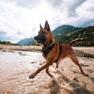 Шлейка для собак Non-Stop Dogwear Rock Harness, розмір M, чорний колір