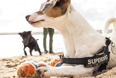 Шлейка Julius-K9 IDC® Color & Gray® чорно-сіра S / Mini