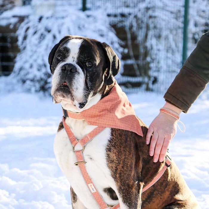 Нашийник для собак Pettsie з банданою та браслетом дружби, регульовані розміри S, M, L, знімний бандана, приваблива упаковка, для любителів собак, зелений (S 25,4-39,4cm, помаранчевий)