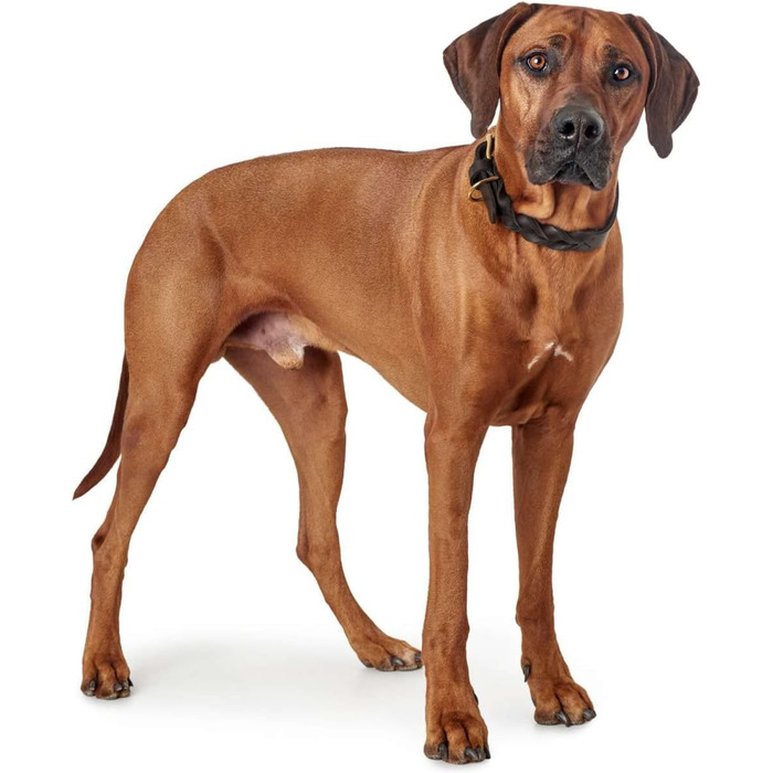 Нашийник для собак HUNTER Sanisbar Solid, шкіряний, міцний, з латунними застібками, з брелоком, Made in Germany, темно-коричневий, розмір 40