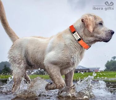 Персоналізований нашийник для собак, з іменем, для маленьких собак, 25-40 см, світловідбиваючий (чорний, S)